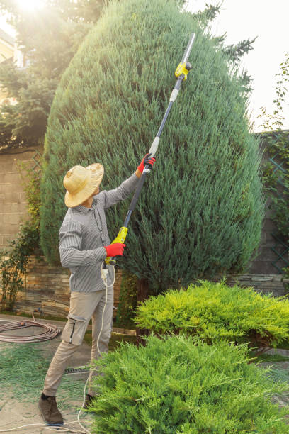 Best Tree Removal Services  in Lake Vla, IL